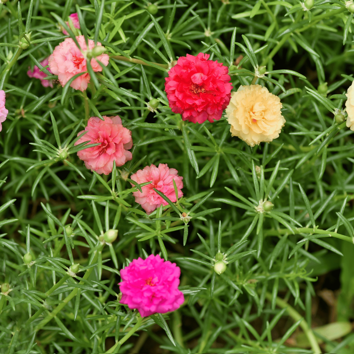 moss rose.png
